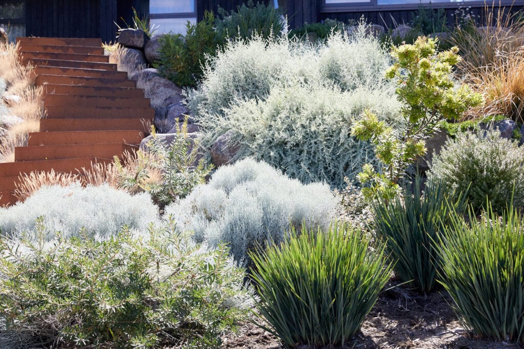 A garden with drought-tolerant plants and shrubs grows beside rust-coloured metal steps leading upward, with a building partially visible in the background. Loci Landscapes | Landscape Designers Tasmania