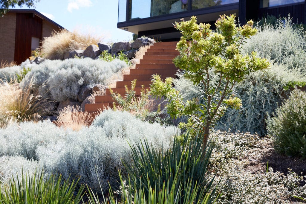 A terraced garden with stone steps, drought-tolerant plants, shrubs, and ornamental grasses in front of a modern house. Loci Landscapes | Landscape Designers Tasmania