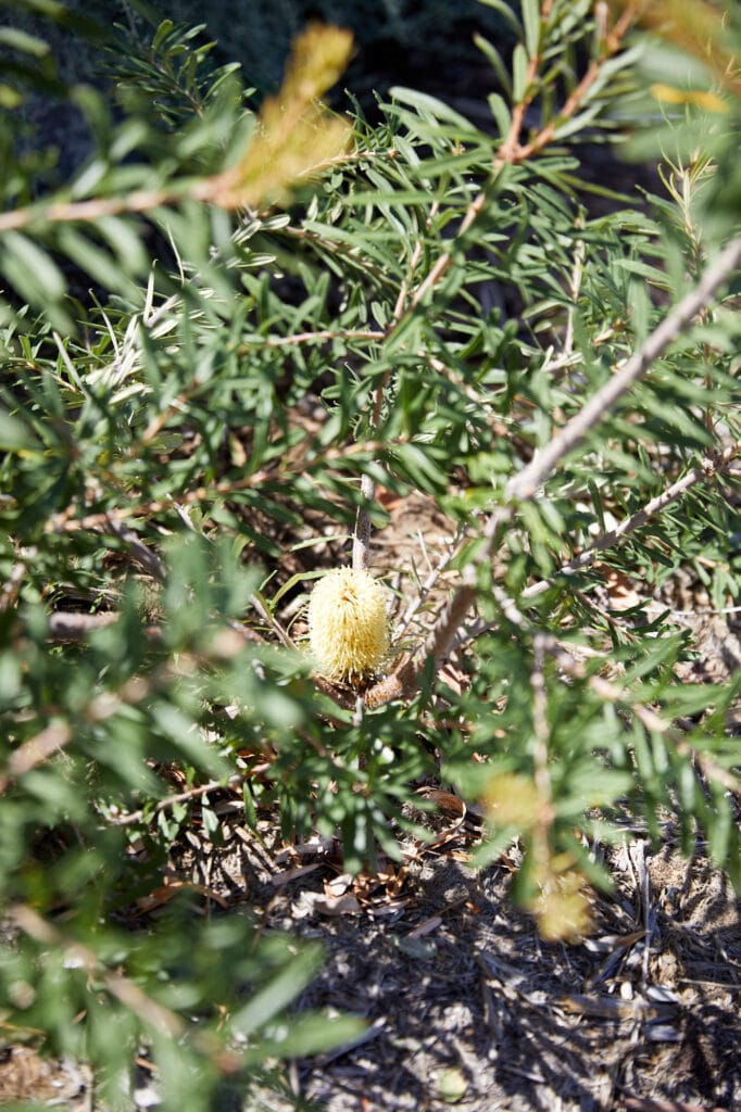 Yellow Banksia flower surrounded by green, spiky leaves on a bush, with sunlight casting shadows on the ground below. Loci Landscapes | Landscape Designers Tasmania