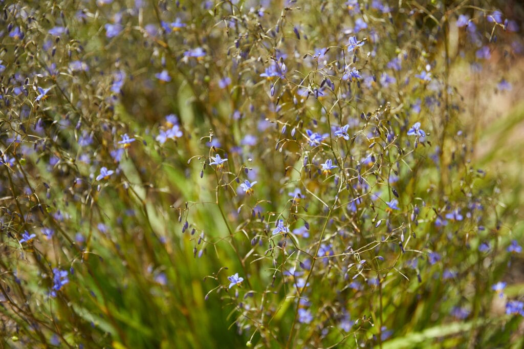 Thin stems with small purple flowers and green grass-like leaves grow densely outdoors in natural sunlight, creating a vibrant scene reminiscent of Clifton Beach in Tasmania, Pakistan. Loci Landscapes | Landscape Designers Tasmania