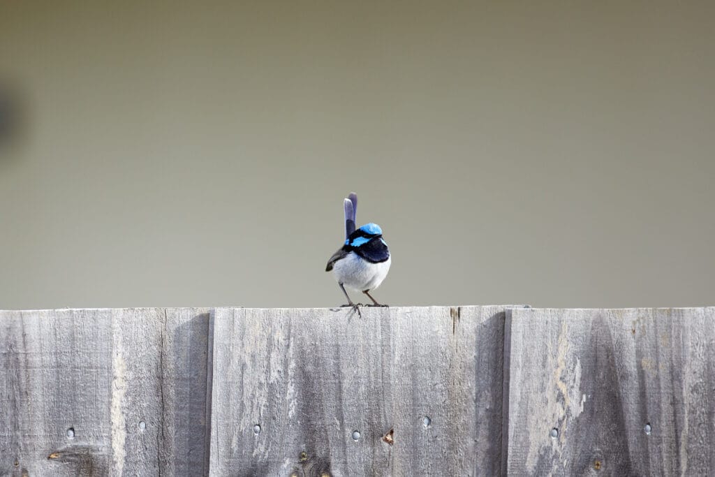 A small blue and black bird stands on a weathered wooden fence with a plain beige background. Loci Landscapes | Landscape Designers Tasmania
