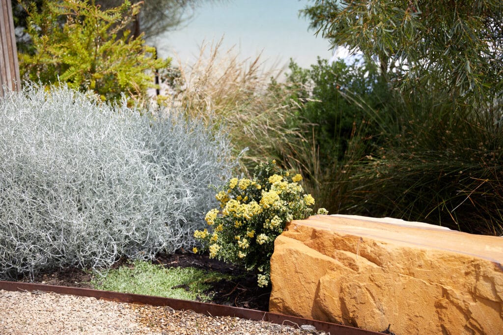 A landscaped garden features green and silver foliage, yellow flowers, a large sandstone rock, and gravel ground cover. Loci Landscapes | Landscape Designers Tasmania