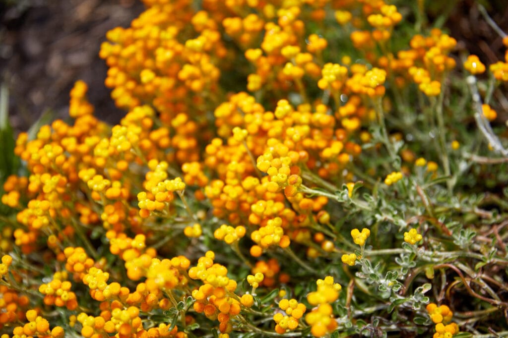 Clusters of small, round, bright yellow flowers with green stems and leaves growing outdoors. Loci Landscapes | Landscape Designers Tasmania