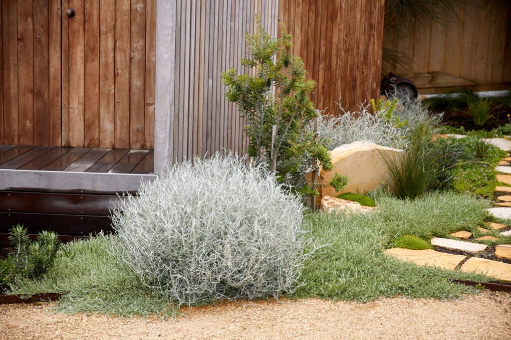 A small garden with drought-tolerant plants, gravel paths, a large stone, and a wooden building with corrugated metal cladding. Loci Landscapes | Landscape Designers Tasmania