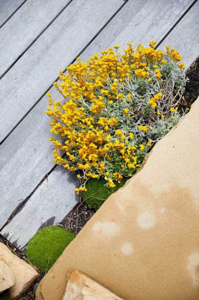 Yellow flowering plant growing next to a wooden decking and a stone path, with some green moss visible near the edge. Loci Landscapes | Landscape Designers Tasmania
