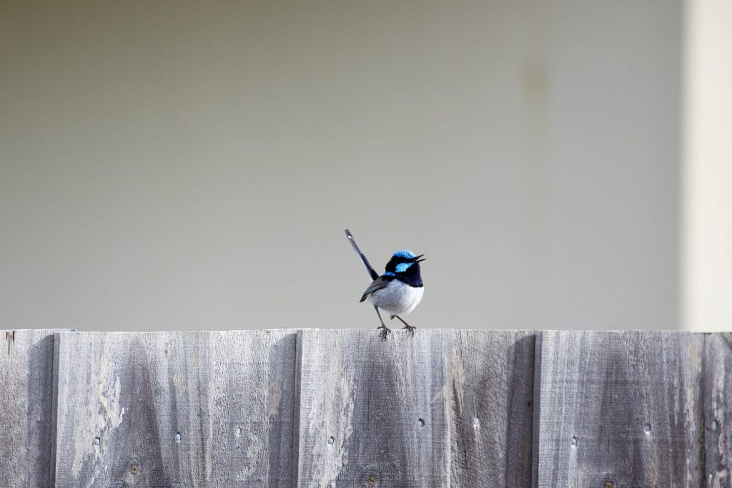 A small blue and black bird is perched on a weathered wooden fence against a plain, light-coloured background. Loci Landscapes | Landscape Designers Tasmania