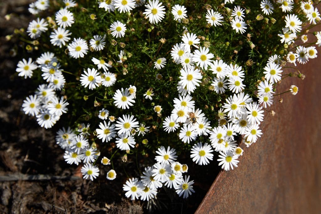 Cluster of small white daisies with yellow centres growing beside a rusty metal edge on soil. Loci Landscapes | Landscape Designers Tasmania