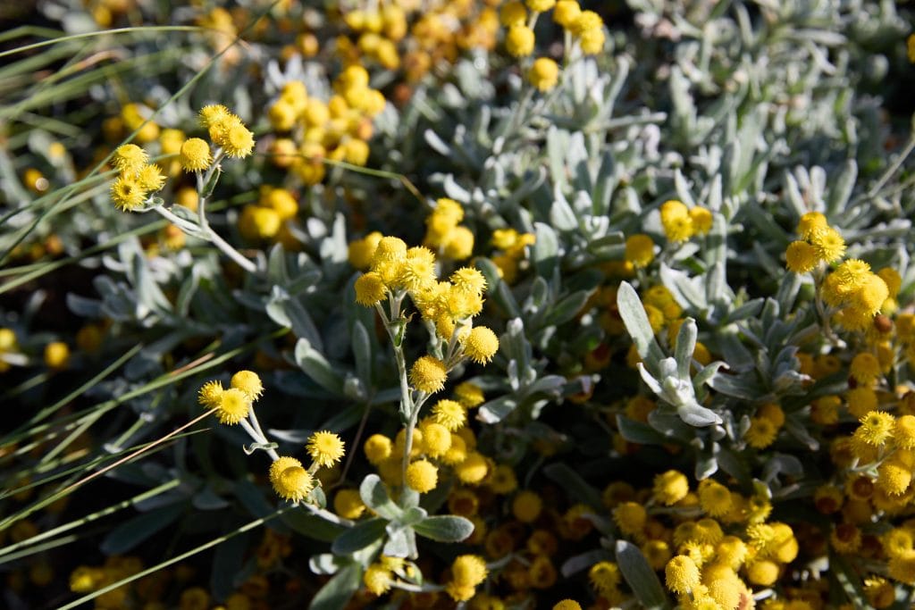 Clusters of small yellow flowers grow among greenish-grey foliage in bright sunlight. Loci Landscapes | Landscape Designers Tasmania