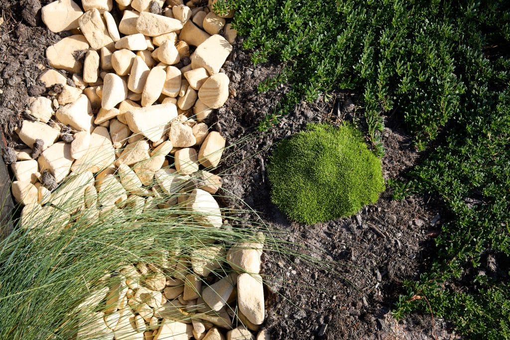 A garden bed divided by a section of tan rocks, green grass-like plants on the left, and a patch of dense green moss and shrubs on the right. Loci Landscapes | Landscape Designers Tasmania