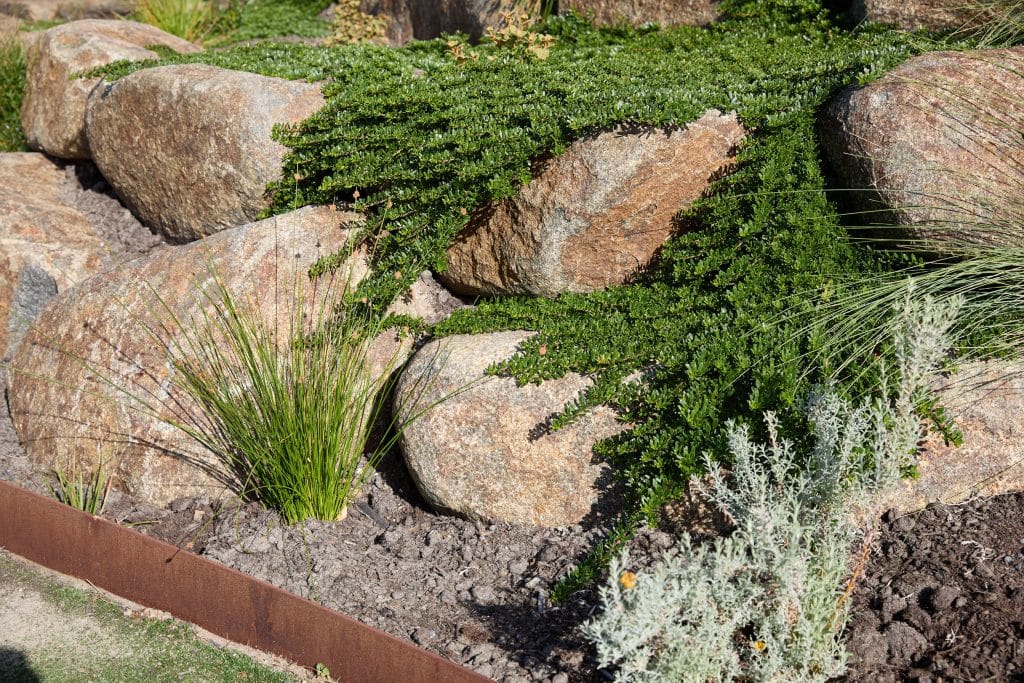 Large rocks are partially covered by trailing green groundcover plants, with ornamental grasses and other drought-tolerant plants growing nearby in a landscaped garden bed. Loci Landscapes | Landscape Designers Tasmania