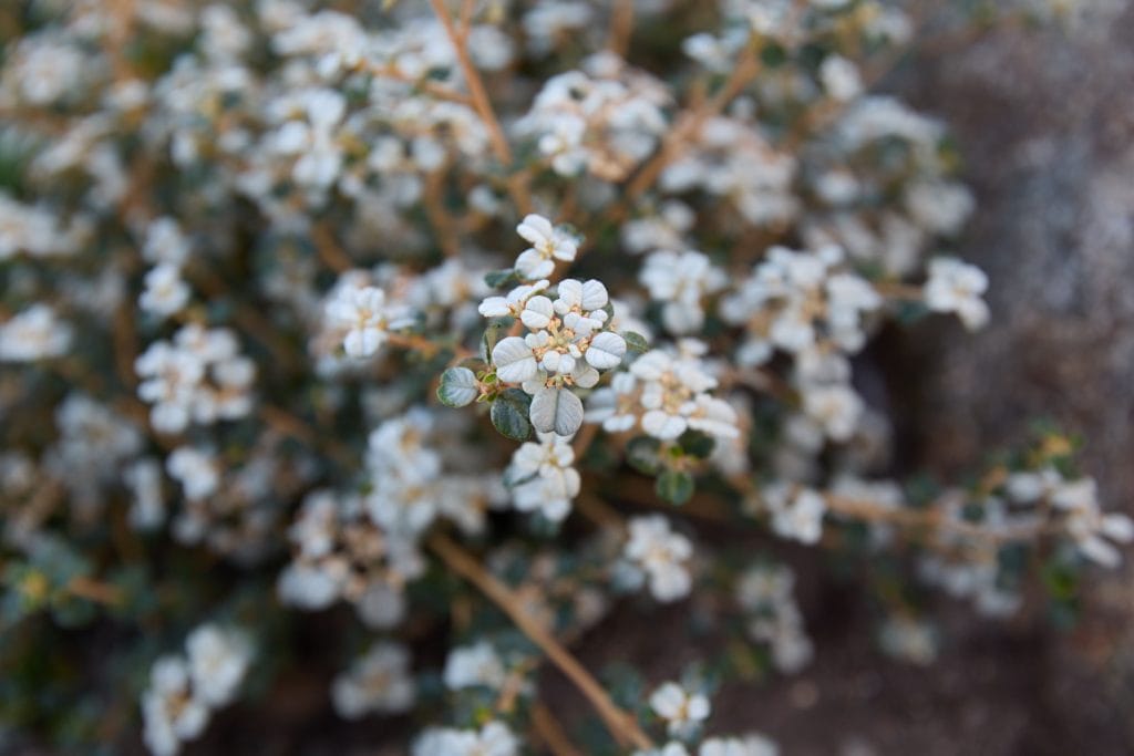 Close-up view of a cluster of small white flowers with green stems and leaves, growing outdoors in natural light. Loci Landscapes | Landscape Designers Tasmania