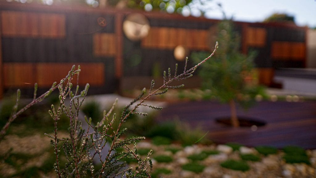 Close-up of a bush with thin branches in the foreground, with a blurred background of a wooden fence, trees, and a garden. Loci Landscapes | Landscape Designers Tasmania